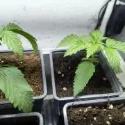 PAX Genetix Cap Junky