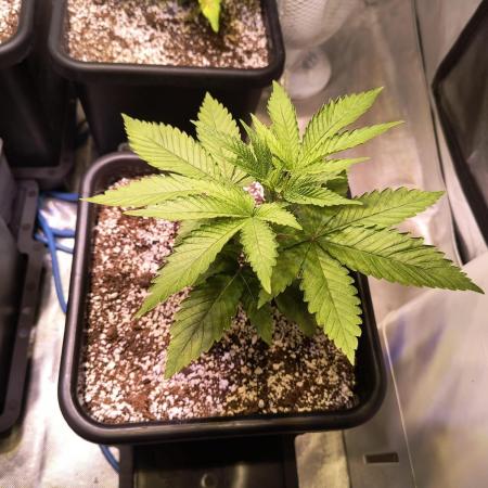 PAX Genetix Cap Junky