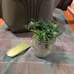 Limon Blanco V3, organic no-till living soil