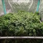Limon Blanco V3, organic no-till living soil