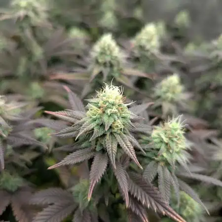 Limon Blanco V3, organic no-till living soil
