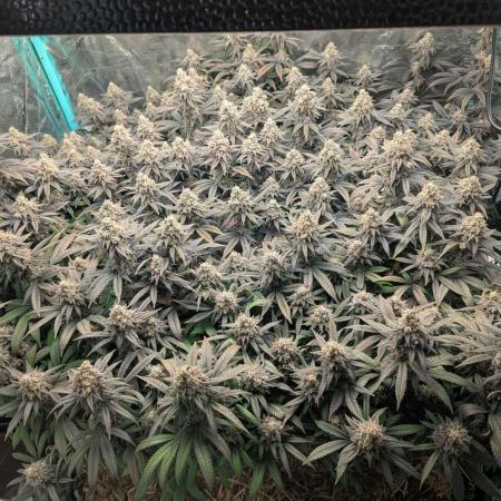 Limon Blanco V3, organic no-till living soil