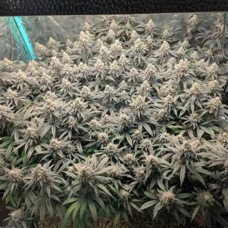 Limon Blanco V3, organic no-till living soil