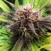 Blackberry Auto CheapSetup Coco+LiteMix