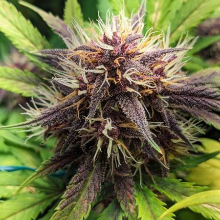 Blackberry Auto CheapSetup Coco+LiteMix