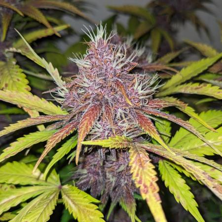 Blackberry Auto CheapSetup Coco+LiteMix