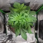 Fat Banana Auto Biobizz Coco/Light/AllMx