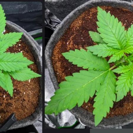 Blackberry Auto Fastbuds Cheap Coco+Mix