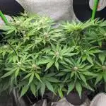 Blackberry Auto Fastbuds Cheap Coco+Mix