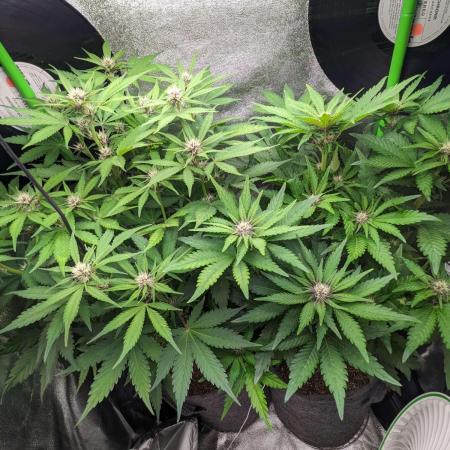 Blackberry Auto Fastbuds Cheap Coco+Mix