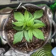 Fat Banana Auto Biobizz Coco/Light/AllMx