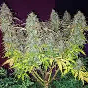 Fat Banana Auto Biobizz Coco/Light/AllMx