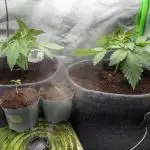 Blackberry Auto Fastbuds Cheap Coco+Mix