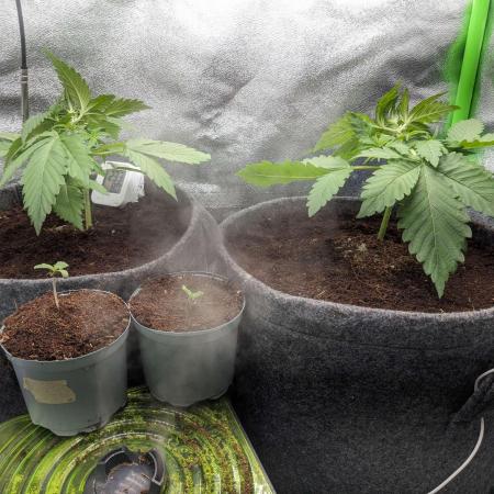 Blackberry Auto Fastbuds Cheap Coco+Mix