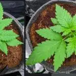 Blackberry Auto Fastbuds Cheap Coco+Mix