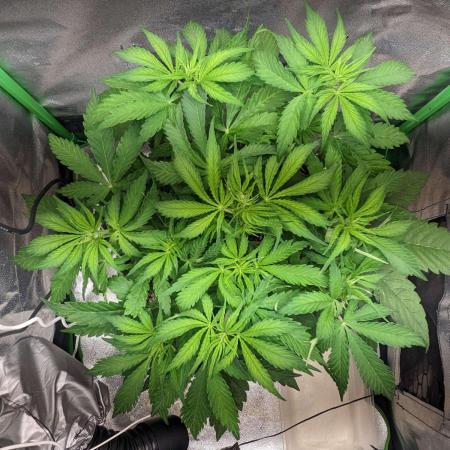 Fat Banana Auto Biobizz Coco/Light/AllMx