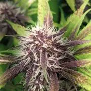 Blackberry Auto CheapSetup Coco+LiteMix