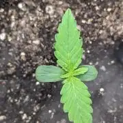 Fat Banana Auto Biobizz Coco/Light/AllMx