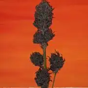 Blackberry Auto CheapSetup Coco+LiteMix