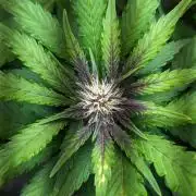 Blackberry Auto Fastbuds Cheap Coco+Mix