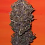 Blackberry Auto CheapSetup Coco+LiteMix