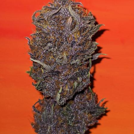 Blackberry Auto CheapSetup Coco+LiteMix