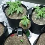Lemon Auto