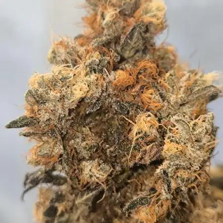 Limon Blanco v3