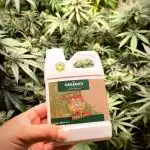 Limon Blanco v3