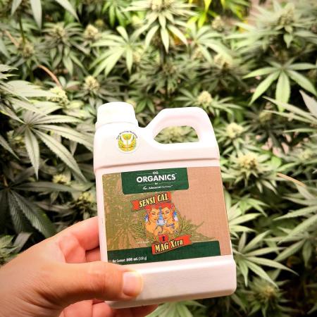 Limon Blanco v3