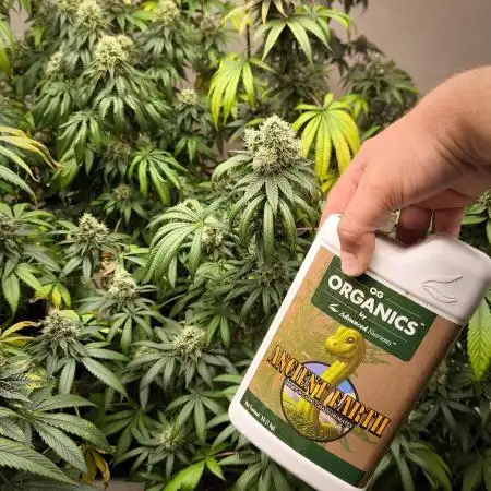 Limon Blanco v3