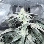 Legendary Larry (DOJA x Swamp Boys) #4