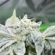 Grape Gas (Compound x Cannarado) #4