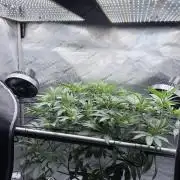 Legendary Larry (DOJA x Swamp Boys) #6