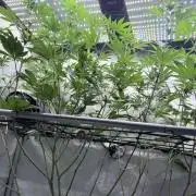 Grape Gas (Compound x Cannarado) #2