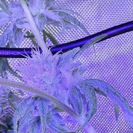 [CHEMxTKxJFG] X The Menthol - Aeroponic