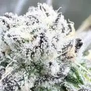 Grape Gas (Compound x Cannarado) #3