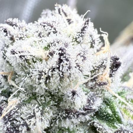 Grape Gas (Compound x Cannarado) #3