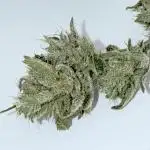 [CHEMxTKxJFG] X The Menthol - Aeroponic