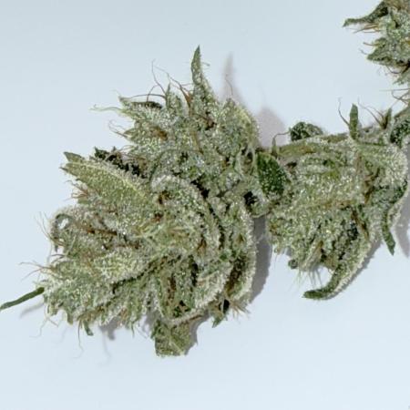 [CHEMxTKxJFG] X The Menthol - Aeroponic