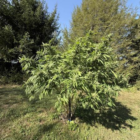 Farmer's Market Clone - Outdoor