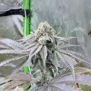 Grape Gas (Compound x Cannarado)