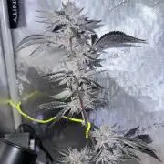 Legendary Larry (DOJA x Swamp Boys) #6