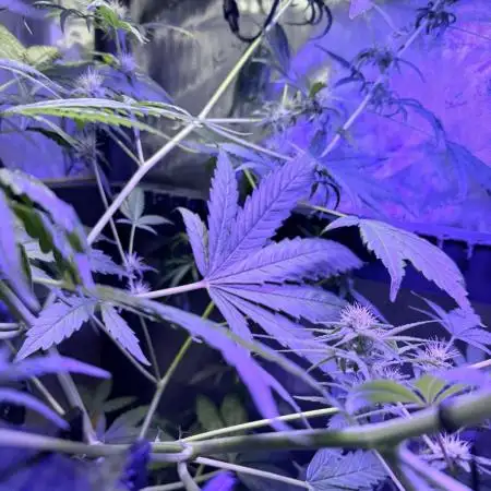 Zkittlez X Moonbow - Aeroponic