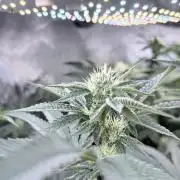 Legendary Larry (DOJA x Swamp Boys) #6