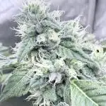 Triangle Kush X Irene - from Nspecta