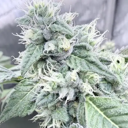 Triangle Kush X Irene - from Nspecta