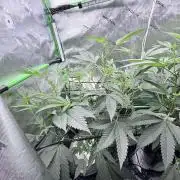 Legendary Larry (DOJA x Swamp Boys) #5