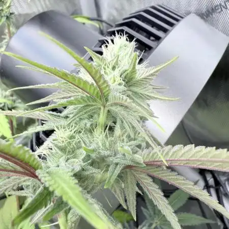 Jet Puft - The Menthol Vol. 2 - RDWC #4
