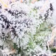 Grape Gas (Compound x Cannarado) #3